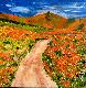 091 Path through Poppy Meadow, California