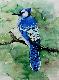 252 Blue Jay