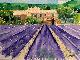 266 Lavendel, Seele der Provence
